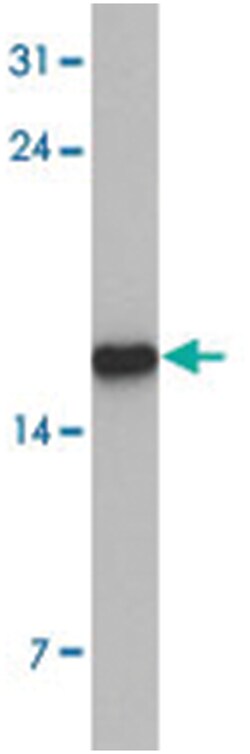 CNRIP1, Rabbit, Polyclonal Antibody, Abnova 100&mu;g; Unlabeled:Antibodies,