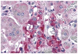 RIMS2 Rabbit anti-Human, Polyclonal Antibody, Abnova 100 &mu;g | Buy Online | Abnova Corporation | Fisher Scientific