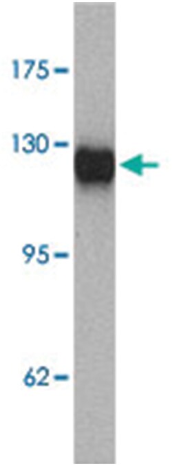 LPIN1 Rabbit anti-Human, Mouse, Rat, Polyclonal Antibody, Abnova 100&mu;g;