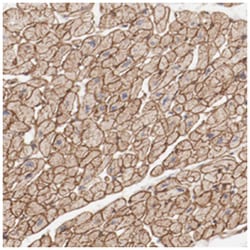 MAGED4B, Rabbit, Polyclonal Antibody, Abnova 100 &mu;L | Buy Online | Abnova Corporation | Fisher Scientific