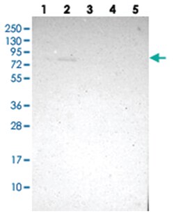 ZMAT1, Rabbit, Polyclonal Antibody, Abnova 100&mu;L; Unlabeled:Antibodies,