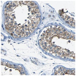 ZMAT1, Rabbit, Polyclonal Antibody, Abnova 100&mu;L; Unlabeled:Antibodies,