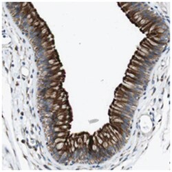 CDH26 Rabbit anti-Human, Polyclonal Antibody, Abnova 100&mu;L; Unlabeled:Anticuerpos