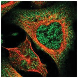 DNAJC25-GNG10, Rabbit, Polyclonal Antibody, Abnova 100&mu;L; Unlabeled:Antibodies,