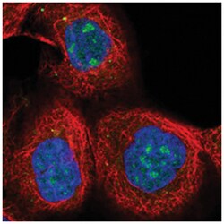 SOX7 Rabbit anti-Human, Polyclonal Antibody, Abnova 100 &mu;L | Buy Online | Abnova | Fisher Scientific