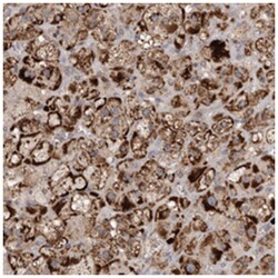 VSIG8, Rabbit, Polyclonal Antibody, Abnova 100 &mu;L | Buy Online | Abnova Corporation | Fisher Scientific