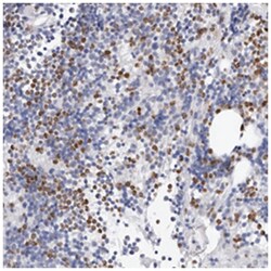 SLC10A5, Rabbit, Polyclonal Antibody, Abnova 100 &mu;L | Buy Online | Abnova Corporation | Fisher Scientific