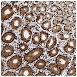 ZNF260, Rabbit, Polyclonal Antibody, Abnova 100&mu;L; Unlabeled:Antibodies,