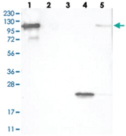 FAM35A, Rabbit, Polyclonal Antibody, Abnova 100&mu;L; Unlabeled:Antibodies,