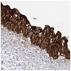 FAM35A, Rabbit, Polyclonal Antibody, Abnova 100&mu;L; Unlabeled:Antibodies,