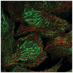 FAM35A, Rabbit, Polyclonal Antibody, Abnova 100&mu;L; Unlabeled:Antibodies,