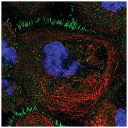 TBC1D30 Rabbit anti-Human, Polyclonal Antibody, Abnova 100&mu;L; Unlabeled:Anticuerpos