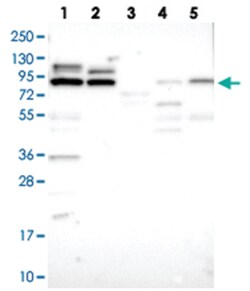 LRRC68, Rabbit, Polyclonal Antibody, Abnova 100&mu;L; Unlabeled:Antibodies,