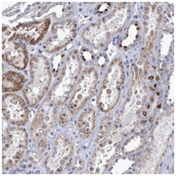 TMEM221, Rabbit, Polyclonal Antibody, Abnova 100&mu;L; Unlabeled:Antibodies,