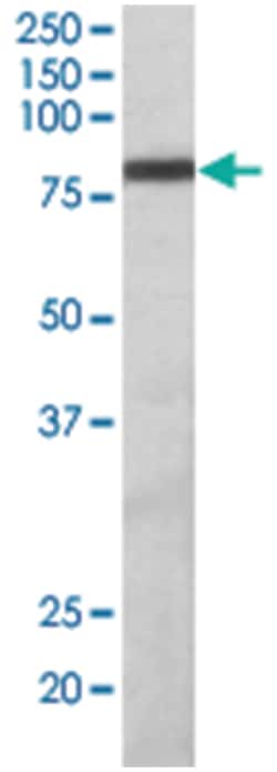 ZBTB24, Goat, Polyclonal Antibody, Abnova 100&mu;g; Unlabeled:Antibodies,