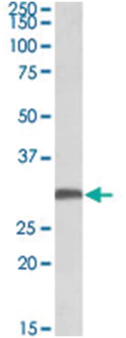 FGF13, Goat, Polyclonal Antibody, Abnova 100 &mu;g | Buy Online | Abnova | Fisher Scientific