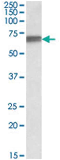 LMNB1 Goat anti-Chicken, Dog, Human, Mouse, Pig, Polyclonal Antibody, Abnova 100 &mu;g | Buy Online | Abnova | Fisher Scientific