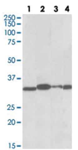 PCNA Goat anti-Chicken, Dog, Human, Mouse, Pig, Rat, Polyclonal Antibody, Abnova 100 &mu;g | Buy Online | Abnova Corporation | Fisher Scientific