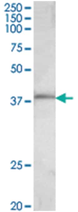 FOS, Goat, Polyclonal Antibody, Abnova 100&mu;g; Unlabeled:Antibodies,