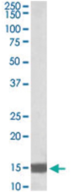 NDUFA7 Goat anti-Chicken, Human, Mouse, Pig, Rat, Polyclonal Antibody,