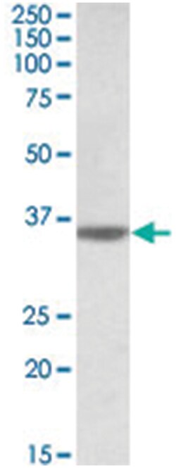 CASP12, Goat, Polyclonal Antibody, Abnova 100 &mu;g | Buy Online | Abnova Corporation | Fisher Scientific