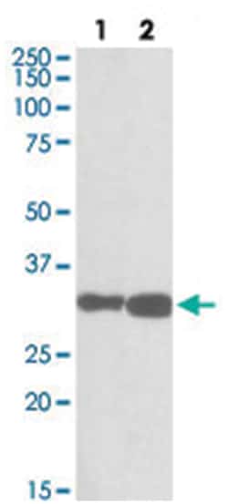 PDXP, Goat, Polyclonal Antibody, Abnova 100 &mu;g | Buy Online | Abnova Corporation | Fisher Scientific