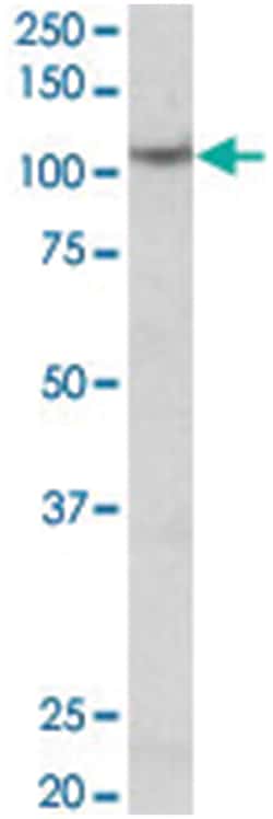 TPO Goat anti-Human, Polyclonal Antibody, Abnova 100&mu;g; Unlabeled:Antibodies,