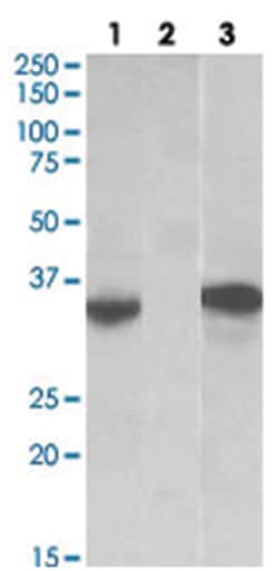 CMA1, Goat, Polyclonal Antibody, Abnova 100&mu;g; Unlabeled:Antibodies,