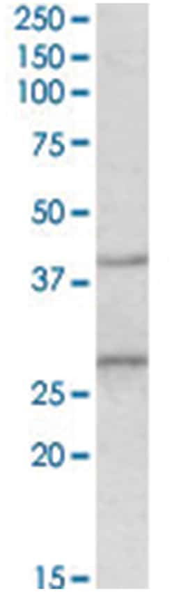 Fgf23, Goat, Polyclonal Antibody, Abnova 100 &mu;g | Buy Online | Abnova Corporation | Fisher Scientific