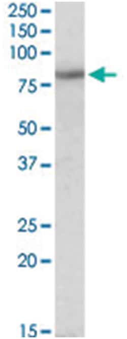 HCN3 Goat anti-Chicken, Dog, Human, Mouse, Pig, Rat, Polyclonal Antibody, Abnova 100 &mu;g | Buy Online | Abnova Corporation | Fisher Scientific