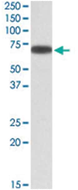 ERO1L, Goat, Polyclonal Antibody, Abnova 100&mu;g; Unlabeled:Antibodies,