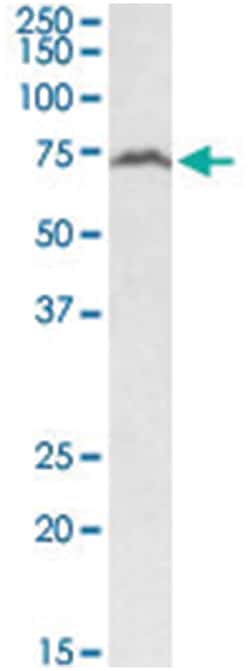 RFX5, Goat, Polyclonal Antibody, Abnova 100 &mu;g | Buy Online | Abnova Corporation | Fisher Scientific