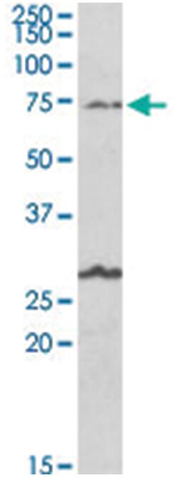 SLC6A12, Goat, Polyclonal Antibody, Abnova 100&mu;g; Unlabeled:Antibodies,