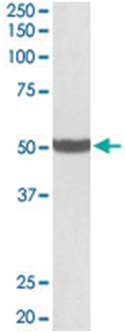 PTCD2 Goat anti-Human, Polyclonal Antibody, Abnova 100 &mu;g | Buy Online | Abnova Corporation | Fisher Scientific
