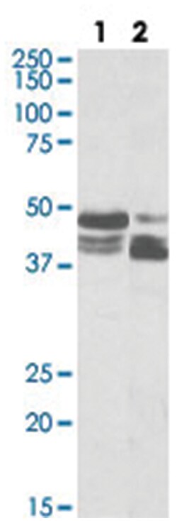 PLIN3, Goat, Polyclonal Antibody, Abnova 100 &mu;g | Buy Online | Abnova Corporation | Fisher Scientific