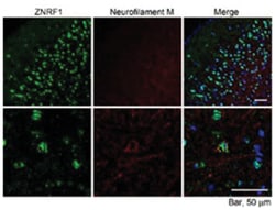 Znrf1, Goat, Polyclonal Antibody, Abnova 100&mu;g; Unlabeled:Antibodies,