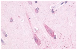 TAAR1 Rabbit anti-Human, Monkey, Rat, Polyclonal Antibody, Abnova 50&mu;g;