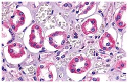 TAAR6 Rabbit anti-Human, Polyclonal Antibody, Abnova 50&mu;g; Unlabeled:Antibodies,