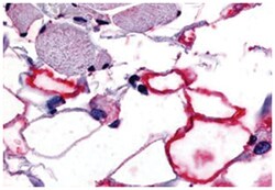 VIPR1 Rabbit anti-Human, Monkey, Polyclonal Antibody, Abnova 50 &mu;g | Buy Online | Abnova Corporation | Fisher Scientific