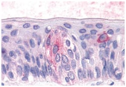TAS1R3 Rabbit anti-Human, Polyclonal Antibody, Abnova 50 &mu;g | Buy Online | Abnova Corporation | Fisher Scientific