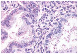 TBXA2R Rabbit anti-Human, Polyclonal Antibody, Abnova 50 &mu;g | Buy Online | Abnova Corporation | Fisher Scientific