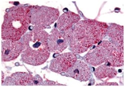 TPRA1 Rabbit anti-Dog, Horse, Human, Monkey, Pig, Rabbit, Polyclonal Antibody, Abnova 50 &mu;g | Buy Online | Abnova Corporation | Fisher Scientific