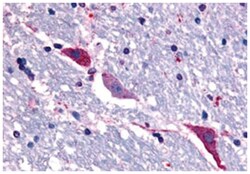 TACR3 Rabbit anti-Human, Polyclonal Antibody, Abnova 50 &mu;g | Buy Online | Abnova | Fisher Scientific