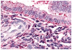 TBXA2R Rabbit anti-Human, Polyclonal Antibody, Abnova 50 &mu;g | Buy Online | Abnova Corporation | Fisher Scientific