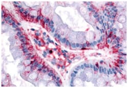 BEST4, Rabbit, Polyclonal Antibody, Abnova 50 &mu;g | Buy Online | Abnova Corporation | Fisher Scientific