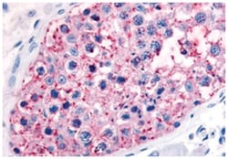 GJA1 Rabbit anti-Chicken, Human, Polyclonal Antibody, Abnova 50 &mu;g | Buy Online | Abnova Corporation | Fisher Scientific