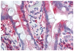 CACNA1C Rabbit anti-Human, Polyclonal Antibody, Abnova 50&mu;g; Unlabeled:Antibodies,