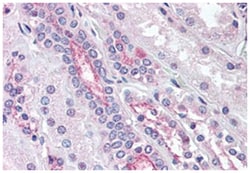 KCNE3 Rabbit anti-Bovine, Chicken, Dog, Hamster, Horse, Human, Mouse, Pig, Rabbit, Rat, Polyclonal Antibody, Abnova 50 &mu;g | Buy Online | Abnova Corporation | Fisher Scientific