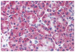 KCNN4 Rabbit anti-Bovine, Human, Polyclonal Antibody, Abnova 50&mu;g; Unlabeled:Antibodies,