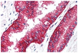 KCNN4 Rabbit anti-Bovine, Dog, Guinea pig, Human, Mouse, Pig, Rabbit, Rat, Polyclonal Antibody, Abnova 50 &mu;g | Buy Online | Abnova Corporation | Fisher Scientific